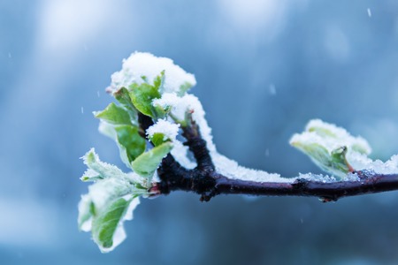 Spring branch of a tree with green young leaves is covered with snow under a snowfallの写真素材