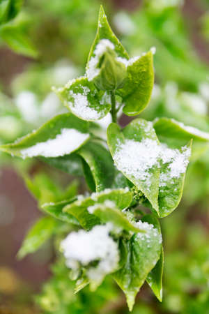 Green spring leaves in the snow close-up with blurred backgroundの写真素材