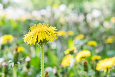 One beautiful yellow dandelion against the background of blurred green grass and other dandelions
