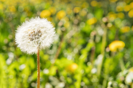 One mature white fluffy dandelion against a blurred background of green grassの写真素材