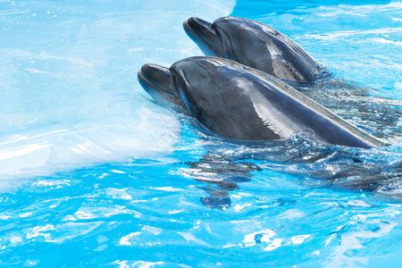 Two dolphins poked his nose out of the water and put it not the platformの写真素材