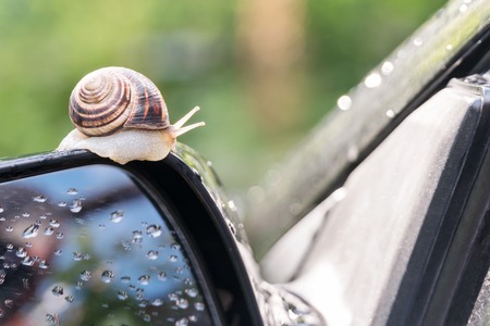Snail crawls along the side mirror of the car rear viewの写真素材