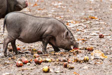 Little pig goes in front of his mother in the dirt and eats applesの写真素材