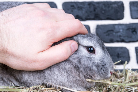 Man hand strokes a gray rabbit by the ears, sitting in a hay near a brick wall