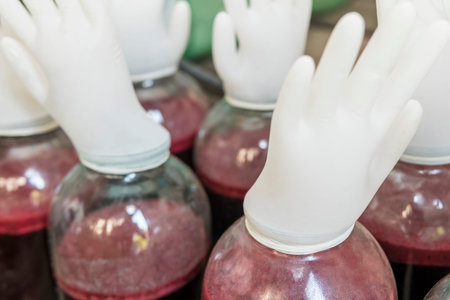 Process of fermenting home red wine in a jar with a rubber glove instead of a lid