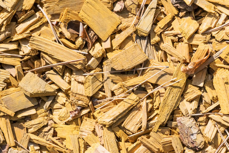Texture of large wood chips and pine needles as a background