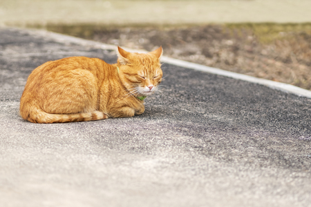red cat with a collar lying on the pavement with eyes closedの写真素材