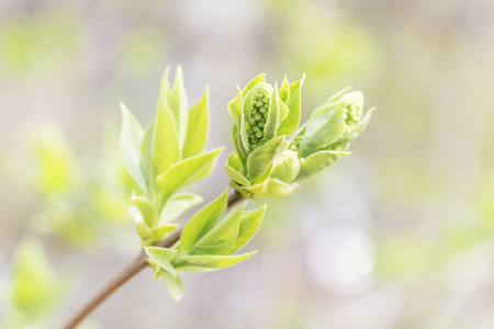 young green leaves bloom in early spring on a blurred background of natureの写真素材