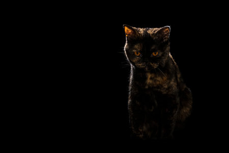 portrait of a spotted cat of scottish breed isolated on black background