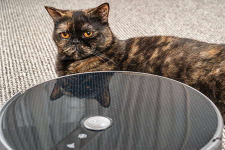 dissatisfied thoroughbred cat lies next to the robot with a vacuum cleaner on the carpet in the room