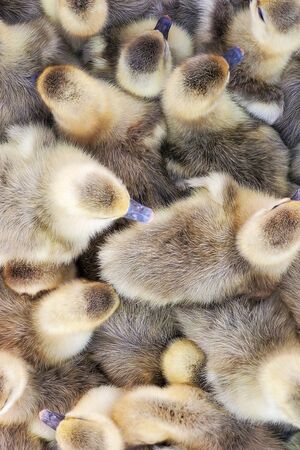 many small beautiful yellow-gray ducklings with a blue beak, as a backgroundの写真素材