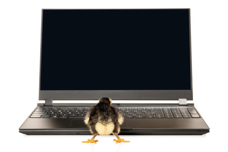 little black chicken stands near a laptop and looks at a blank monitor screen, rear view, isolated on white backgroundの写真素材