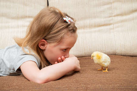 little girl looks at a yellow chicken lying on a sofaの写真素材