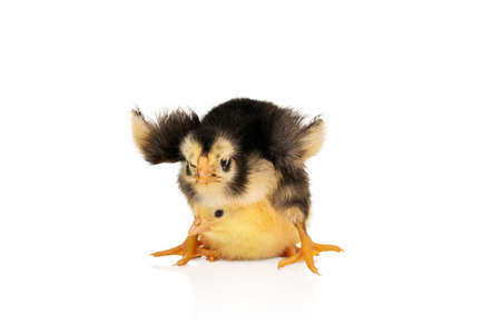 black-yellow chicken attacked a small yellow chicken, sitting on top of it, isolated on a white backgroundの写真素材