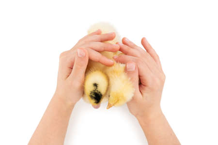 little yellow duckling and chicken in gentle children hands isolated on white backgroundの写真素材