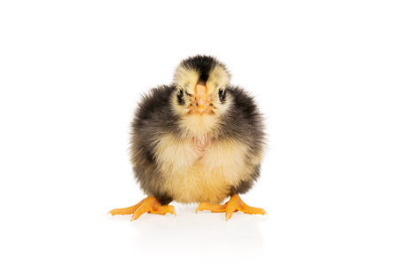 Little beautiful gray-yellow chicken looking at the camera isolated on white background