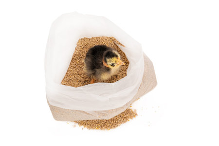 breed nosed chicken sits on a food bag isolated on white background