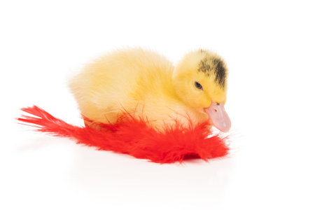 Little duckling sits on a featherの写真素材