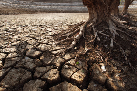 Close-up of a severely dried riverbed or lakebed, featuring deeply cracked earth and gnarled, exposed tree roots. The arid landscape dramatically illustrates the harsh reality of extreme drought and climate change.の写真素材