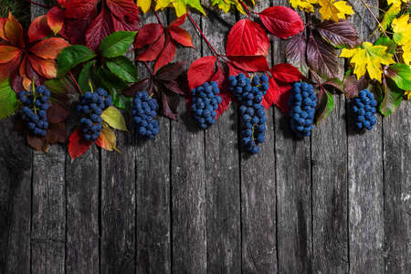 wild grape autumn leaves on wooden background, autumn wordの写真素材