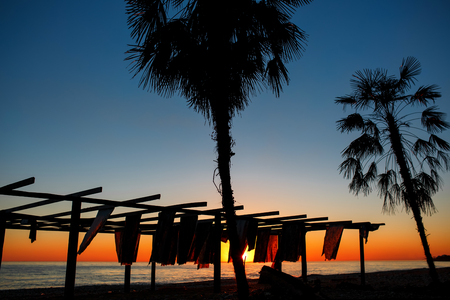 Silhouettes of palm trees on the beach near the sea with sunset. Orange sky and the blue sea of Abkhaziaの写真素材