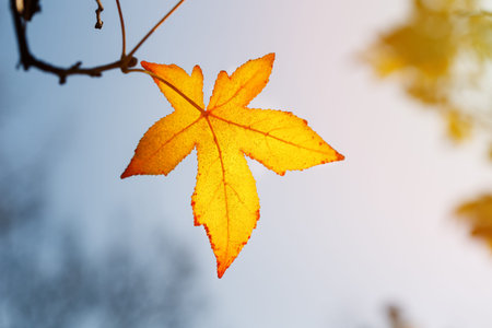 Autumn leaf, old orange maple leaves, dry foliage of trees, soft focus, autumn season, nature...
