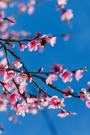 Colorful scene of tender sakura blossom against blue skyの写真素材