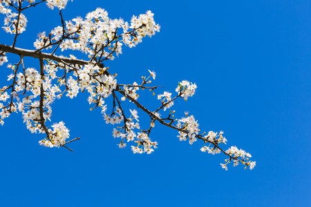 spring white blossom against blue sky, flower, freshの写真素材