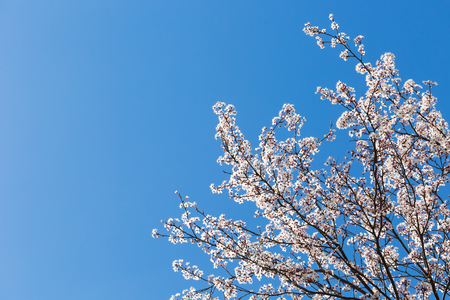 spring white blossom against blue sky, flower, freshの写真素材