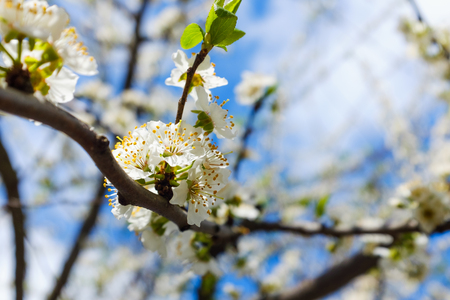 spring white blossom against blue sky, flower, freshの写真素材
