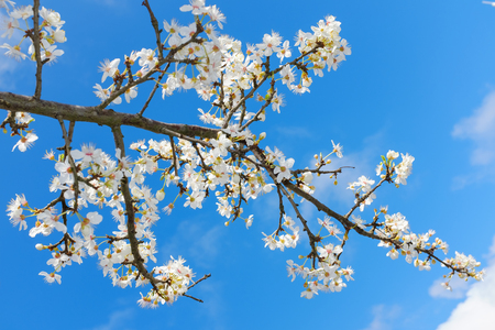 spring white blossom against blue sky, flower, freshの写真素材