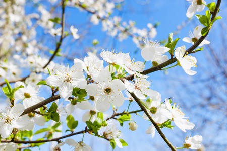 spring white blossom against blue sky, flower, freshの写真素材