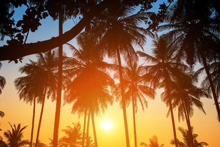 Silhouettes of palm trees against the sky during a tropical sunset. Indiaの写真素材