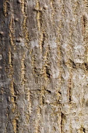 Bark of a tree, trunk, texture verticalの写真素材