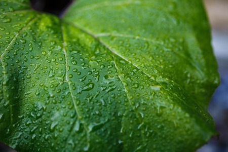 Green leaf with drops of water. In the woods.の写真素材