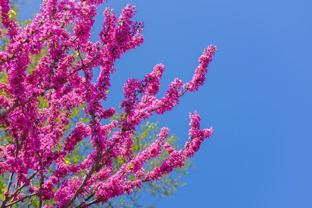 Pink Sakura flower thailand blooming. A tree with scarlet flowersの写真素材