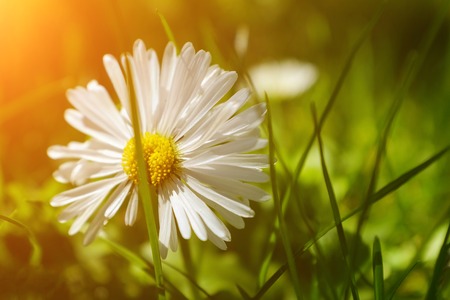 Summer landscape. Summer natural background with beautiful daisies on the meadow.Chamomile flowers in the sunlight.の写真素材
