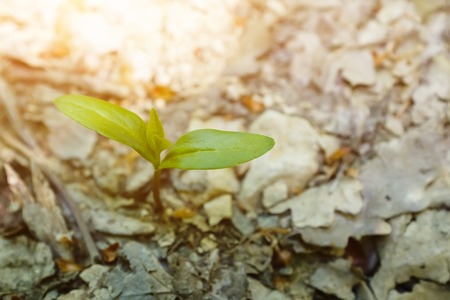 The seedling are growing from the rich soil to the morning sunlight that is shining, ecology conceptの写真素材