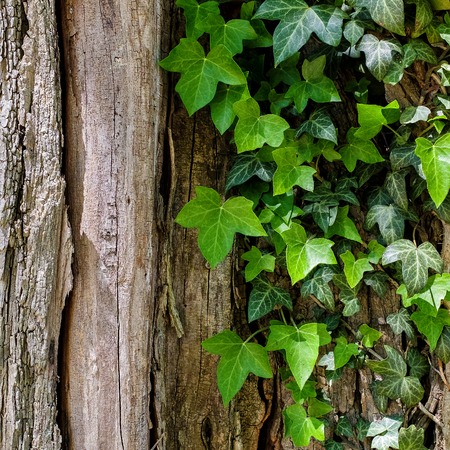 A trunk of a tree with ivy. Natural lightの写真素材