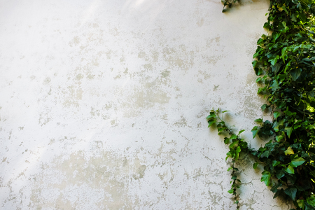 Ivy leaves the island on a brick wall white background.の写真素材