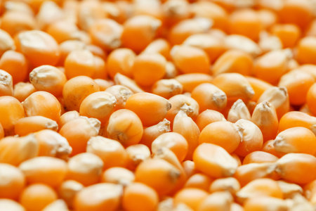 Golden corn seeds, background and texture of popcorn. Before watching a movie top view. Close-up....