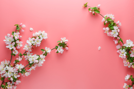 Sakura blooming, spring flowers on a pink background with space for a greeting message. The concept of spring and mother's day. Beautiful delicate pink cherry flowers in springtime. View from aboveの写真素材