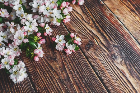 Sakura blooming on a dark rustic wooden background. Spring background with blossoming apricot branches and cherry branches. Valentine's Day and Mother's Day background. View from above.の写真素材