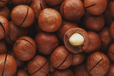 Texture of organic macadamia nut fresh natural fruit shelled one nut in full frame close-up view. Sawn shell- vintage filterの写真素材