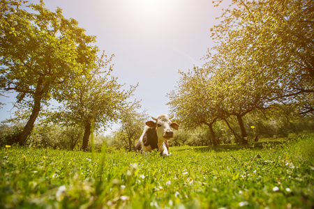 A cow is lying on a green meadow in an apple orchard, sunny day. Close-up portrait of a cow. Concept of humorの写真素材