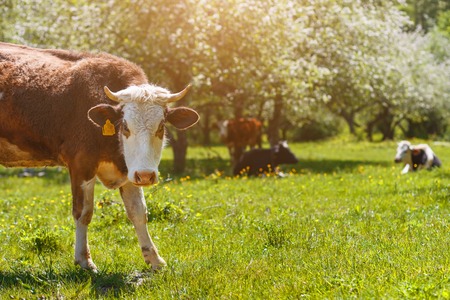 A cow is lying on a green meadow in an apple orchard, sunny day. Close-up portrait of a cow. Concept of humorの写真素材