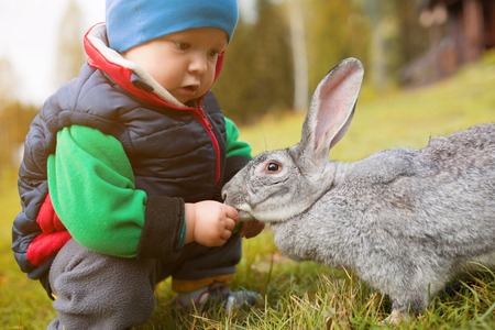 A baby is playing with a big gray hare on green grass. The little boy feeds the living rabbitの写真素材