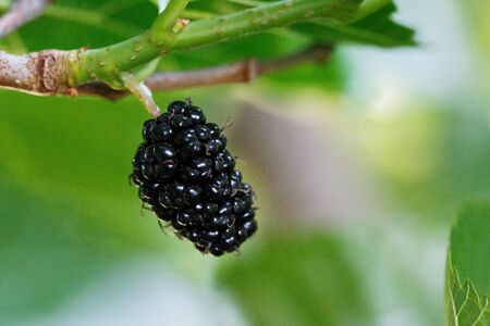 Ripe and fresh fruits of black mulberry ripened on a tree branch. Healthy food of juicy mulberry fruit.の写真素材