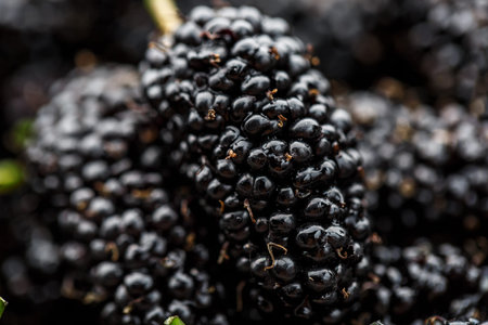 Ripe and fresh fruit of black mulberry, healthy food of juicy mulberry fruit. Close-up, the texture of the berries on the full frame. Macroの写真素材