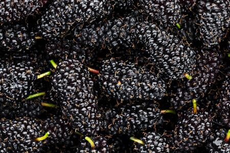Ripe and fresh fruit of black mulberry, healthy food of juicy mulberry fruit. Close-up, the texture of the berries on the full frame. Macroの写真素材